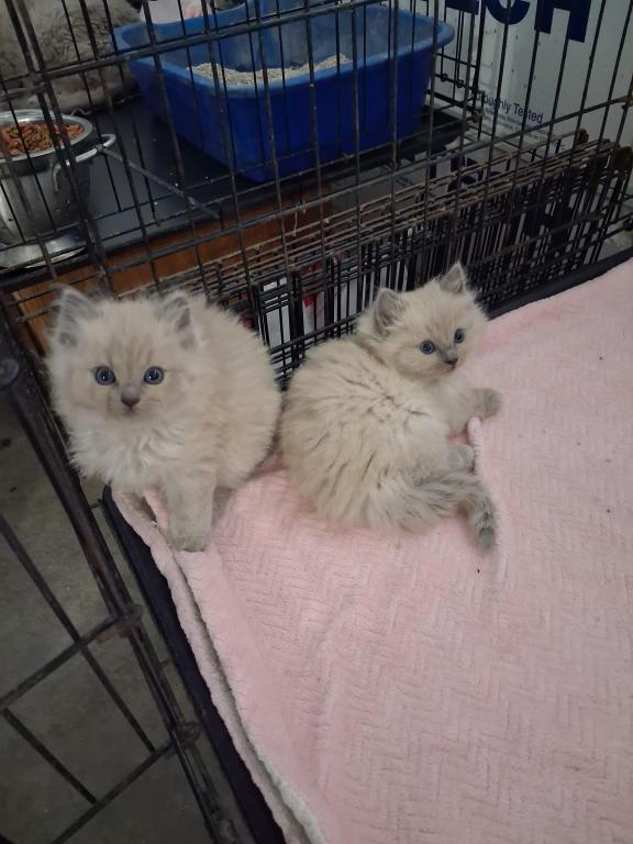 Ragdoll Kittens photo 60