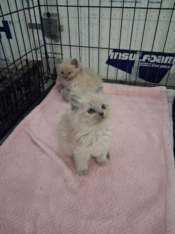 Ragdoll Kittens photo 28