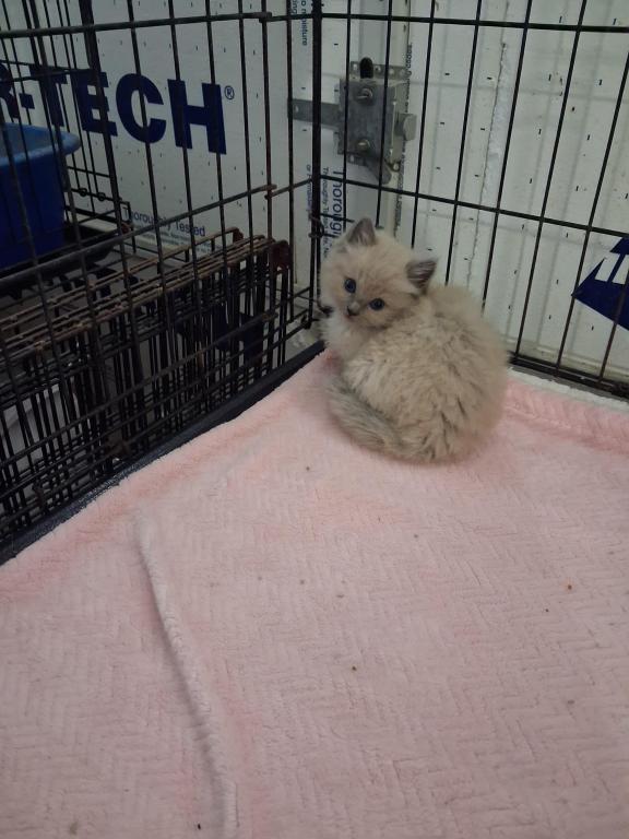 Ragdoll Kittens photo 43
