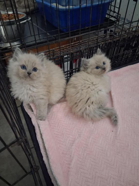 Ragdoll Kittens photo 50