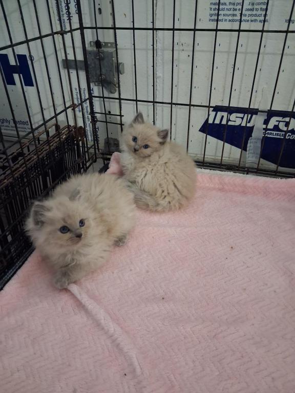 Ragdoll Kittens photo 34