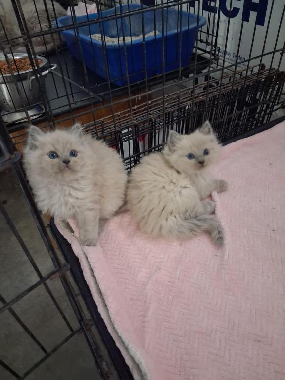 Ragdoll Kittens photo 59