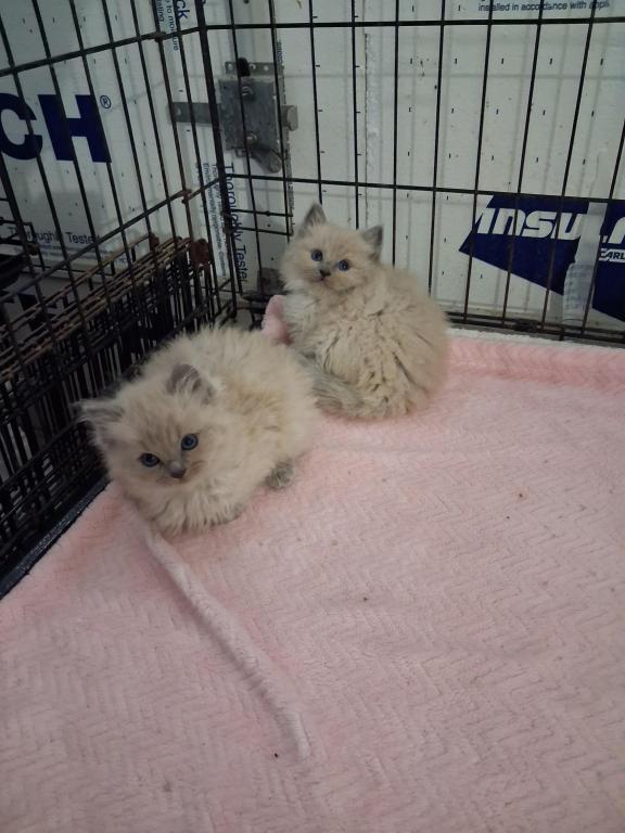Ragdoll Kittens photo 38