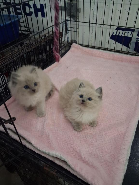 Ragdoll Kittens photo 9