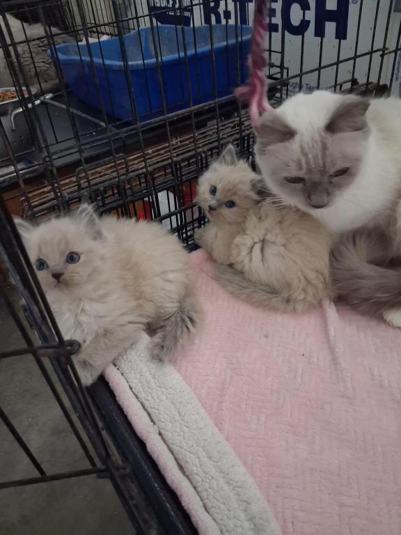 Ragdoll Kittens photo 3