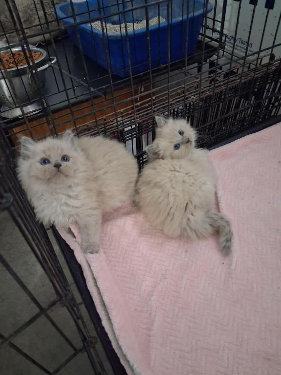 Ragdoll Kittens photo 62