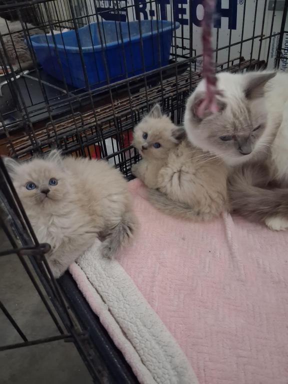 Ragdoll Kittens photo 2