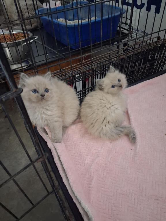 Ragdoll Kittens photo 57