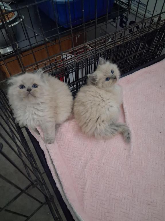 Ragdoll Kittens photo 52