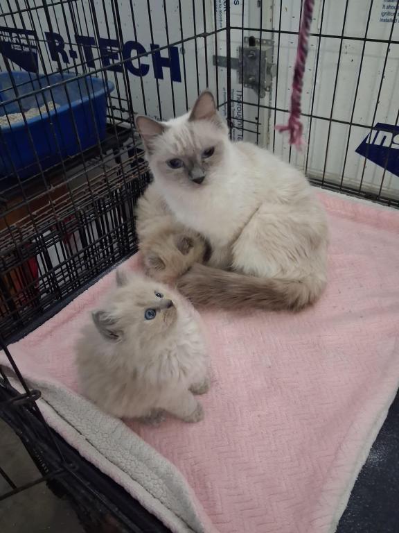Ragdoll Kittens photo 6
