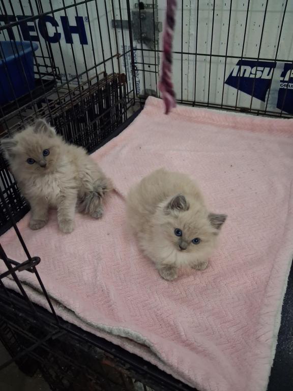 Ragdoll Kittens photo 12