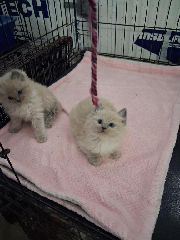 Ragdoll Kittens photo 10