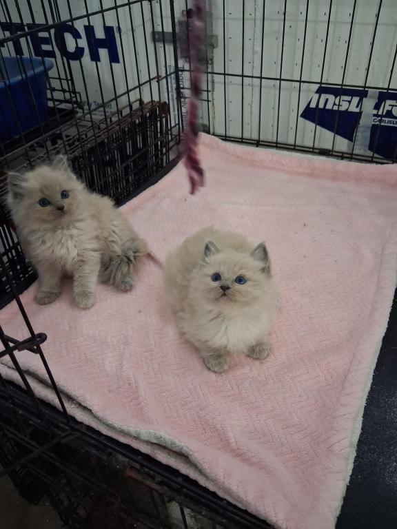 Ragdoll Kittens
