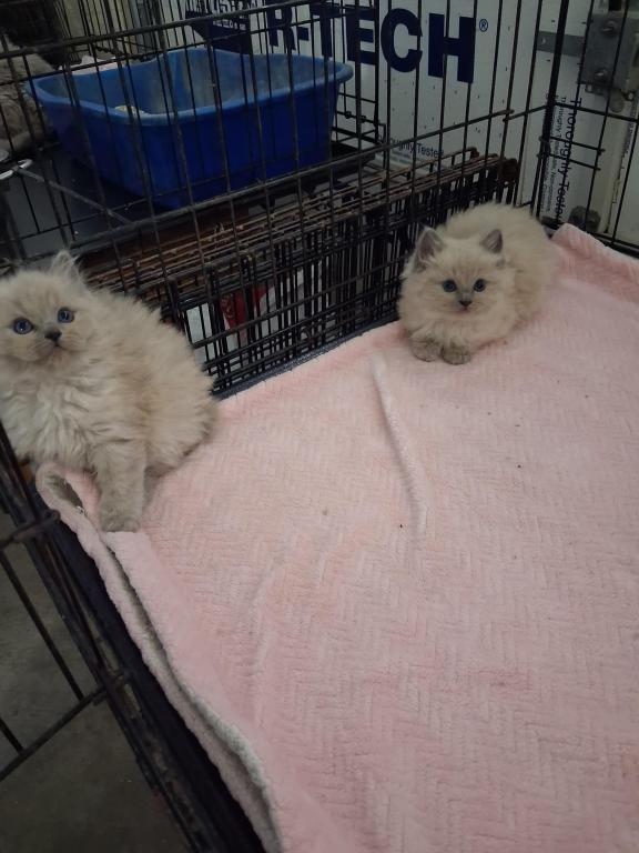 Ragdoll Kittens photo 47