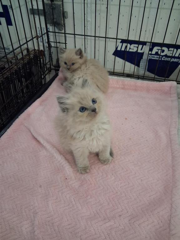 Ragdoll Kittens photo 23