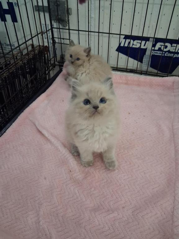 Ragdoll Kittens photo 22