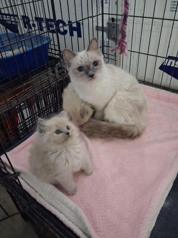 Ragdoll Kittens photo 7