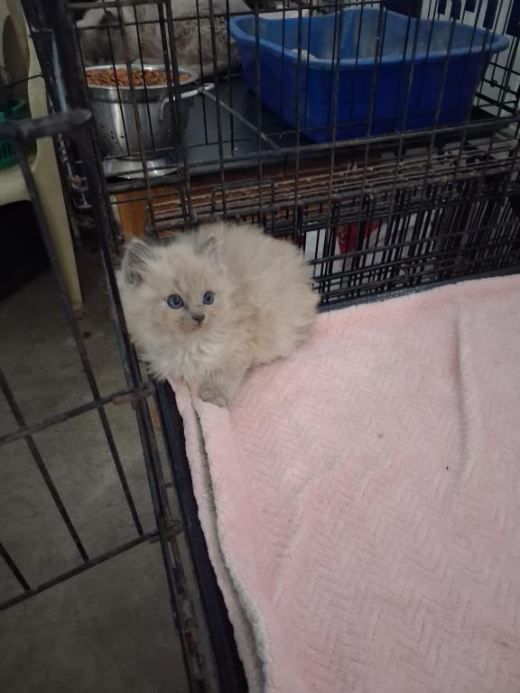 Ragdoll Kittens photo 44
