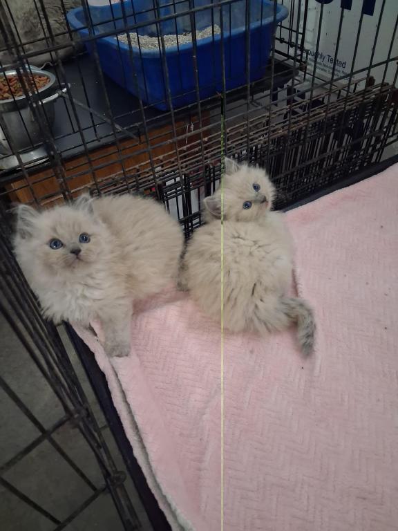 Ragdoll Kittens photo 63