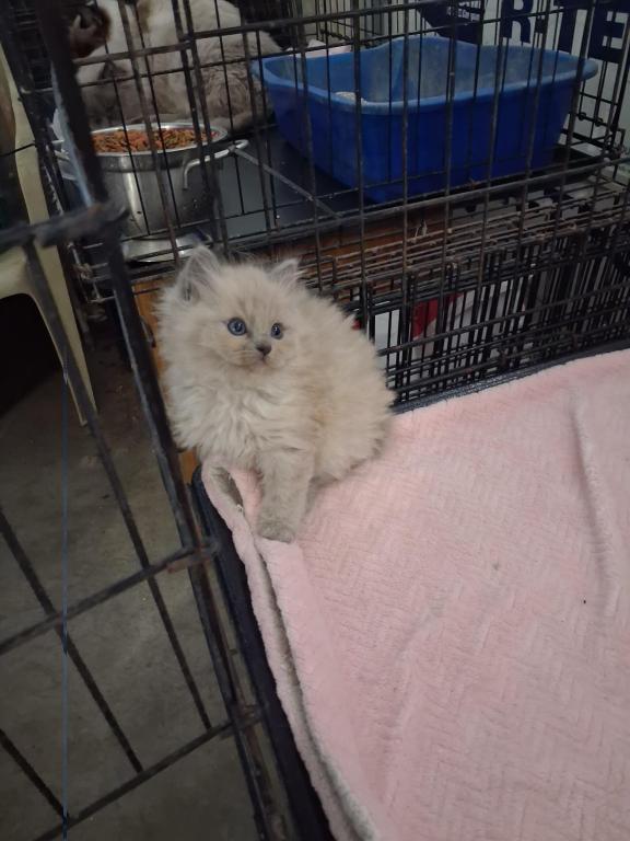 Ragdoll Kittens photo 46