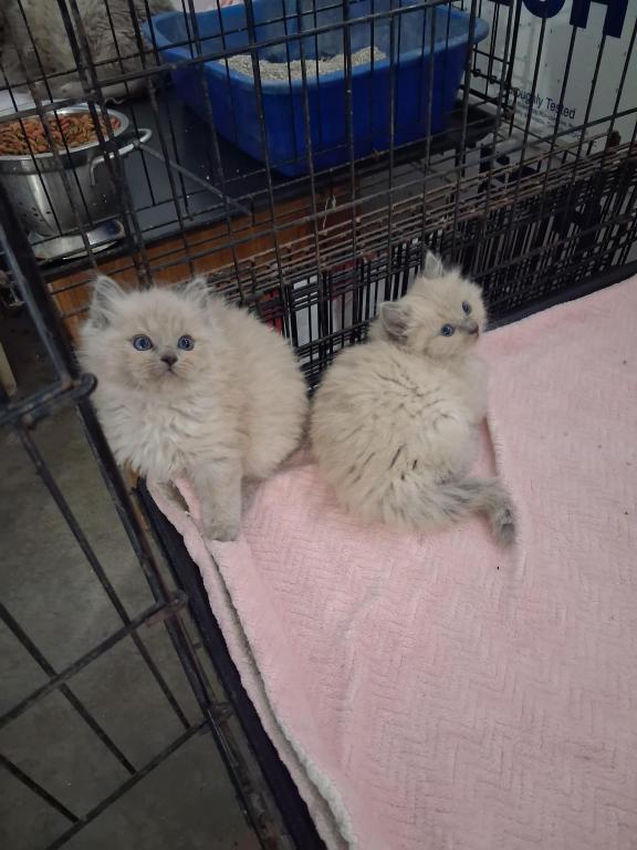 Ragdoll Kittens photo 55