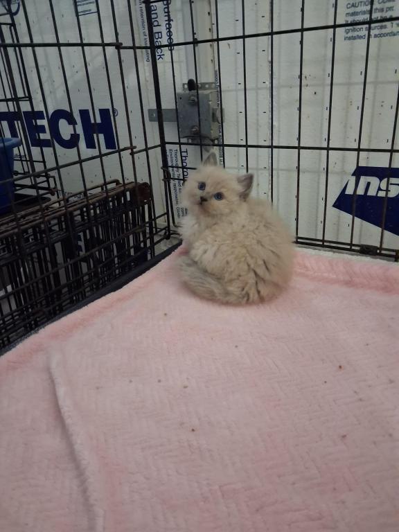 Ragdoll Kittens photo 42