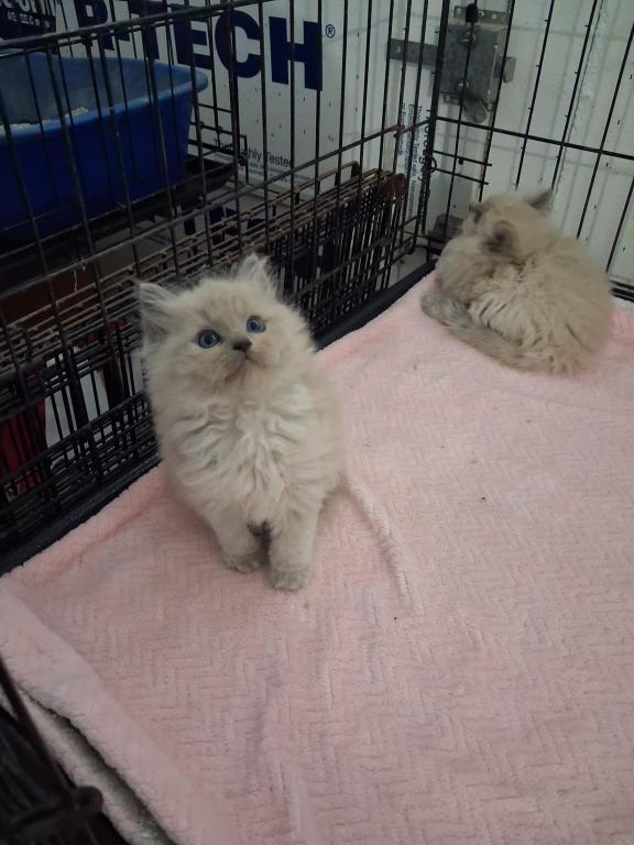 Ragdoll Kittens photo 14