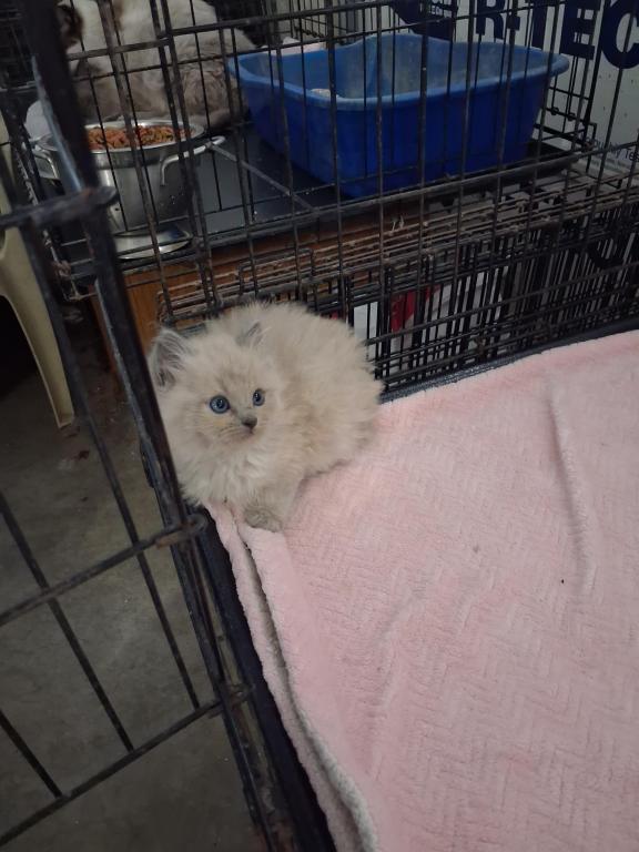Ragdoll Kittens photo 45