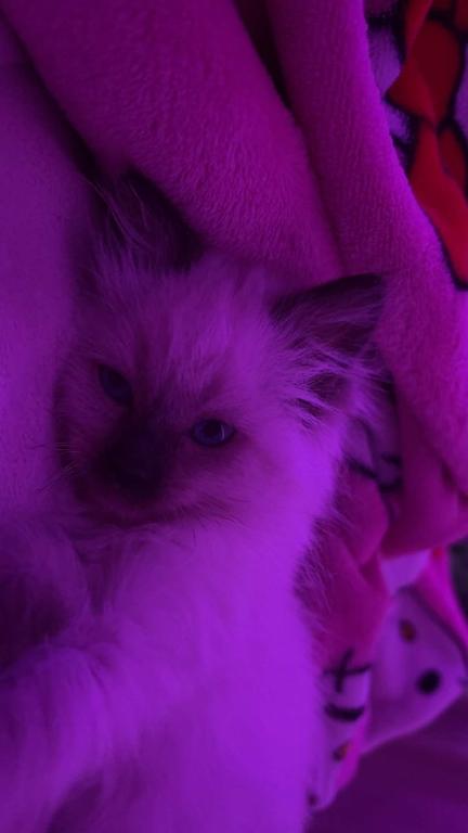 Snuggles photo 4