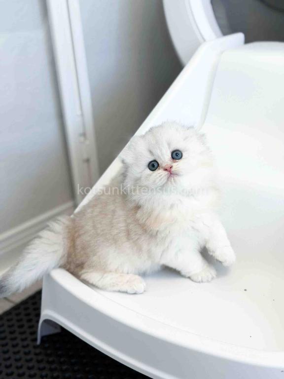 HTX Estelle Scottish Fold Longhair Silver Shaded photo 11