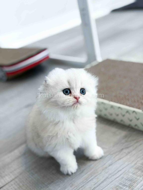 HTX Estelle Scottish Fold Longhair Silver Shaded photo 4