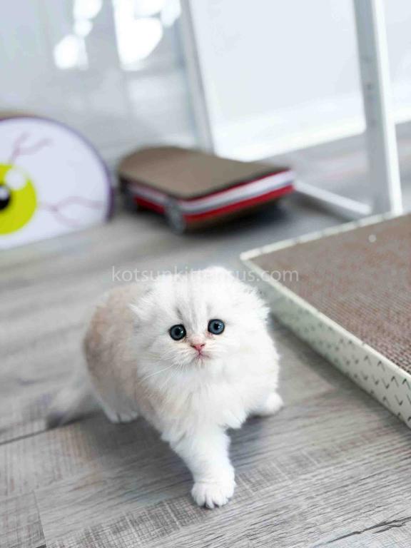 HTX Estelle Scottish Fold Longhair Silver Shaded photo 8