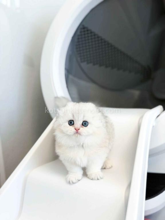 HTX Estelle Scottish Fold Longhair Silver Shaded photo 20