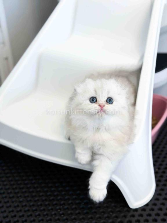 HTX Estelle Scottish Fold Longhair Silver Shaded photo 1