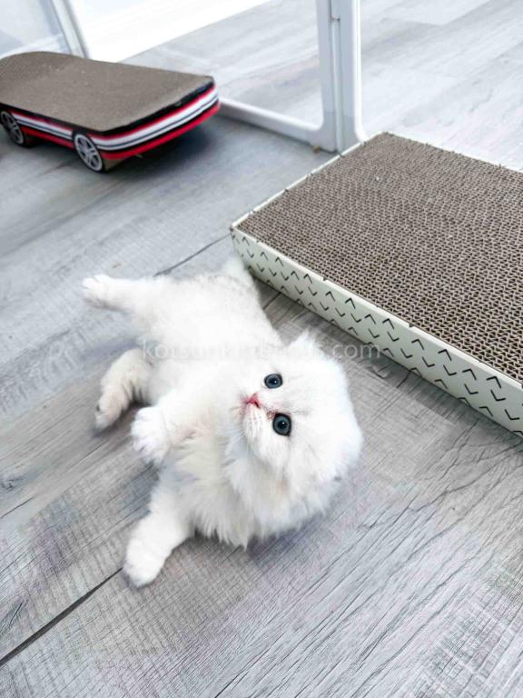 HTX Estelle Scottish Fold Longhair Silver Shaded photo 3