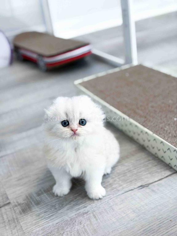 HTX Estelle Scottish Fold Longhair Silver Shaded photo 6