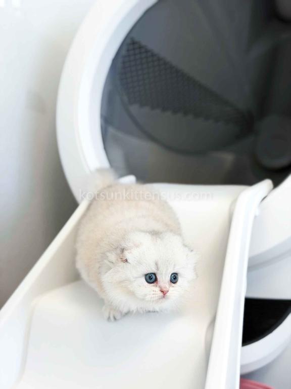 HTX Estelle Scottish Fold Longhair Silver Shaded photo 17