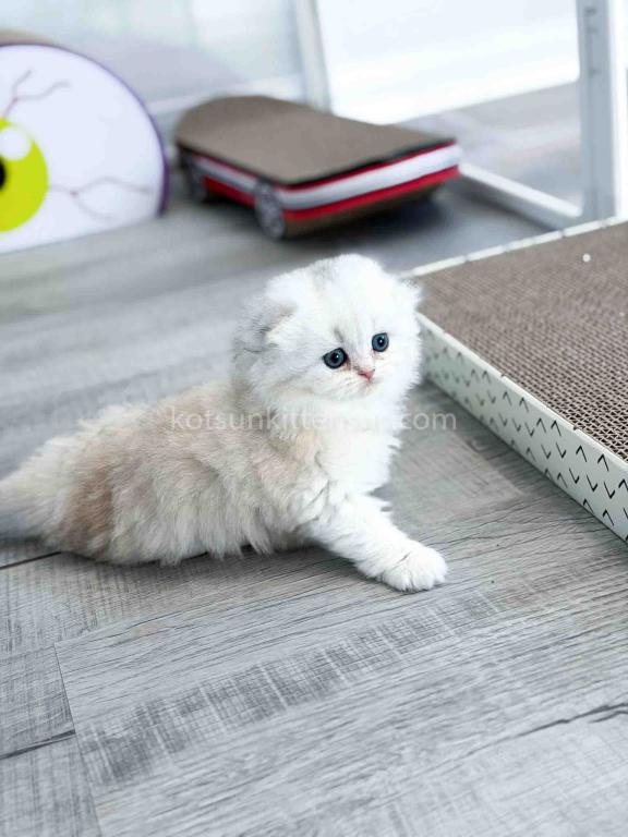 HTX Estelle Scottish Fold Longhair Silver Shaded photo 2