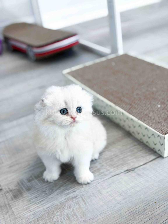 HTX Estelle Scottish Fold Longhair Silver Shaded photo 5