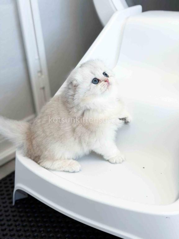 HTX Estelle Scottish Fold Longhair Silver Shaded photo 15