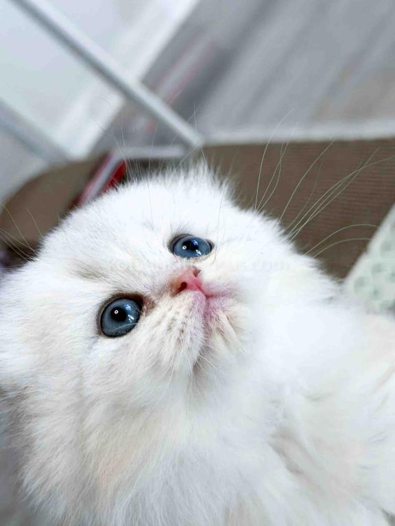 HTX Estelle Scottish Fold Longhair Silver Shaded photo 9