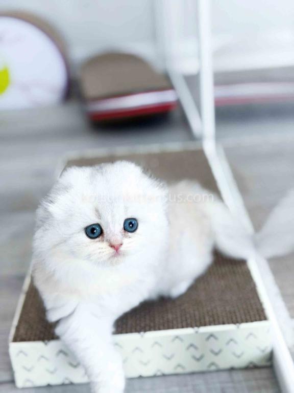 HTX Estelle Scottish Fold Longhair Silver Shaded photo 14