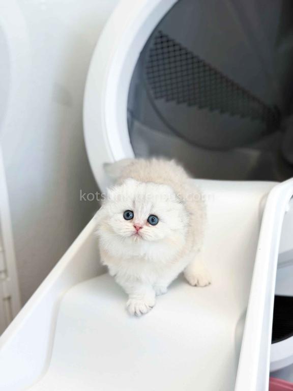 HTX Estelle Scottish Fold Longhair Silver Shaded photo 18