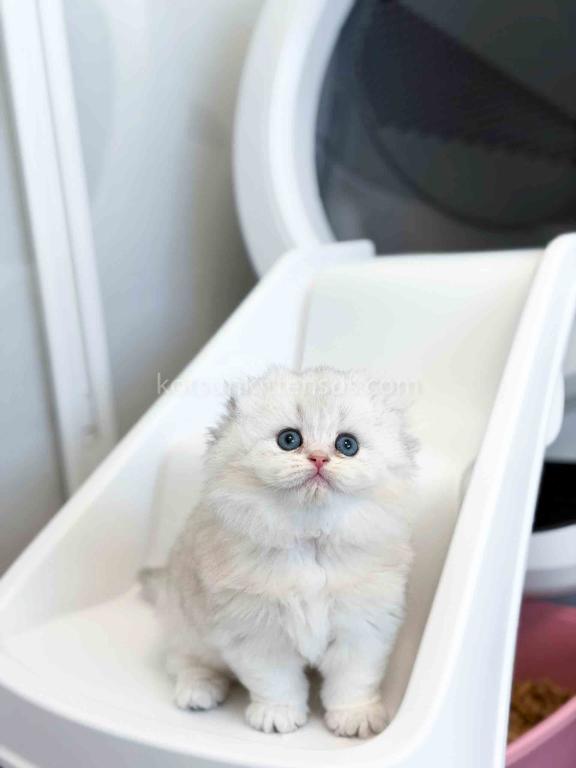 HTX Estelle Scottish Fold Longhair Silver Shaded photo 25