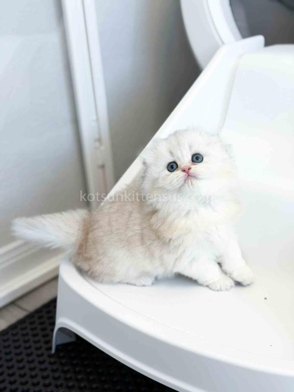 HTX Estelle Scottish Fold Longhair Silver Shaded photo 16