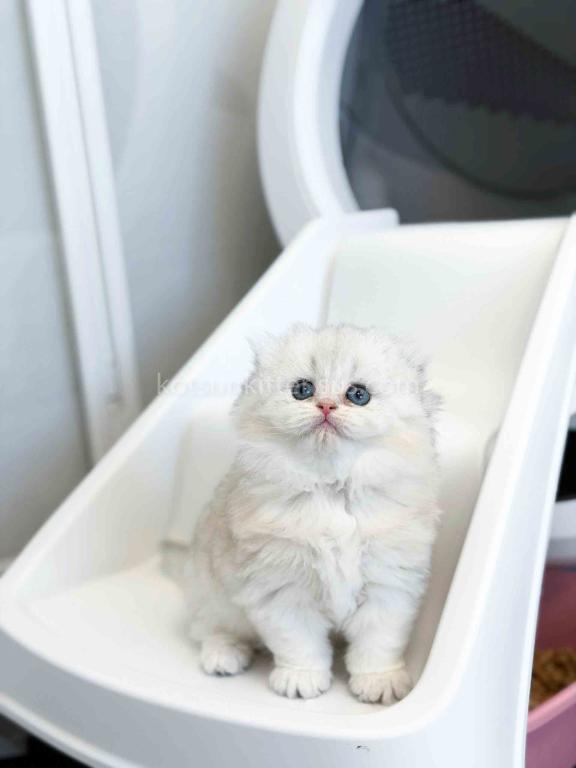 HTX Estelle Scottish Fold Longhair Silver Shaded photo 24