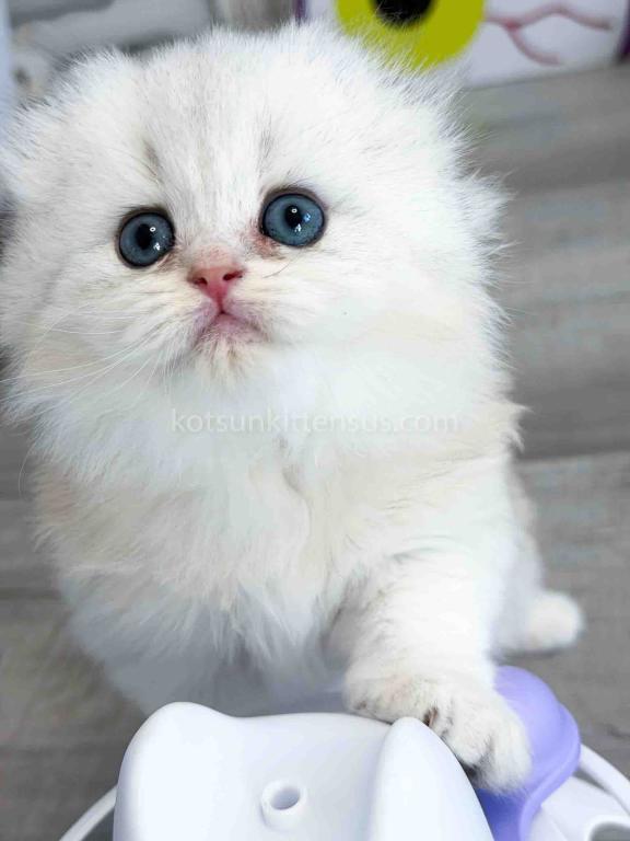 HTX Estelle Scottish Fold Longhair Silver Shaded photo 10