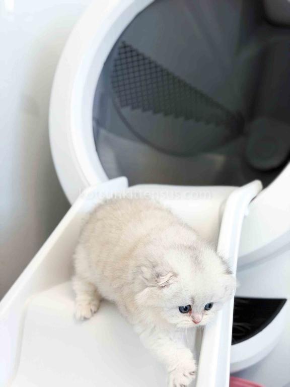 HTX Estelle Scottish Fold Longhair Silver Shaded photo 22
