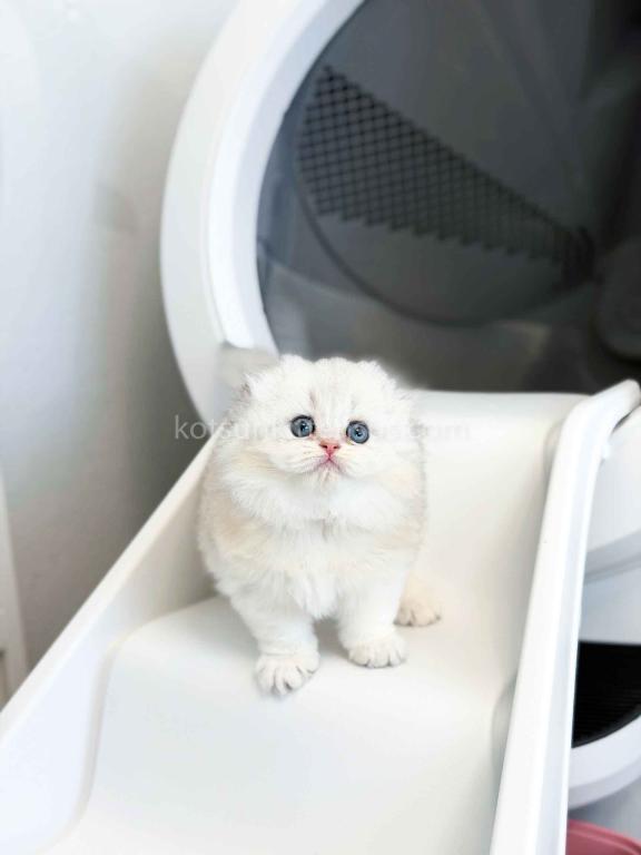 HTX Estelle Scottish Fold Longhair Silver Shaded photo 19
