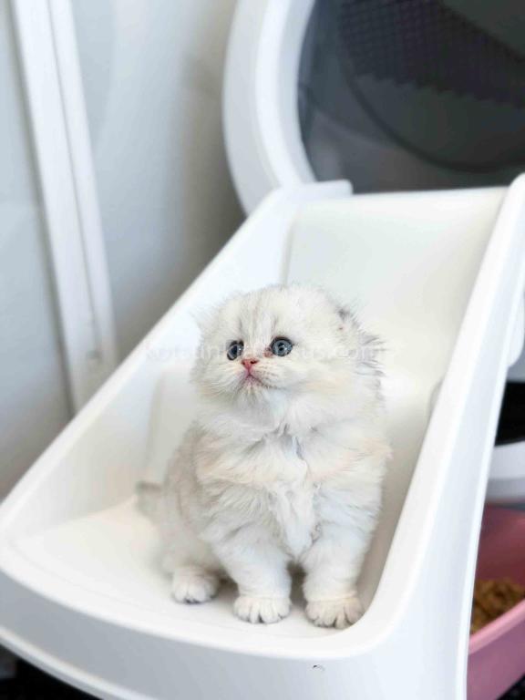 HTX Estelle Scottish Fold Longhair Silver Shaded photo 23